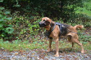 Typisch Bloodhound