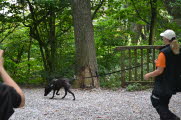 Hollandse Herder Aagje met Strepen